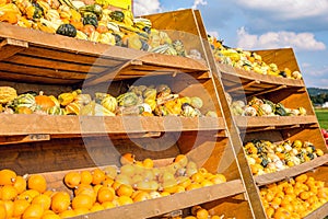 Pumpkins at the farmers` market in Germany.