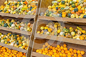 Pumpkins at the farmers` market in Germany.