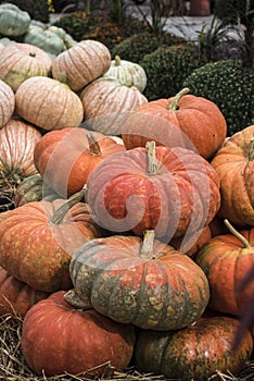 Pumpkins at the farmers market, USA