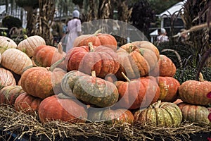 Pumpkins at the farmers market, USA