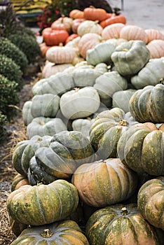 Pumpkins at the farmers market, USA