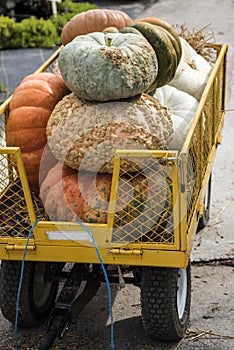 Pumpkins at the farmers market, USA