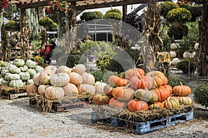 Pumpkins at the farmers market, USA