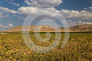 Pumpkins in a field