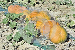 Pumpkins in a field