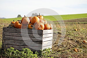 Pumpkins in a field