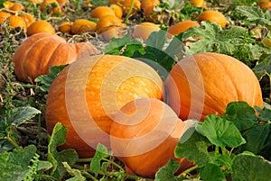 Zucca sul 