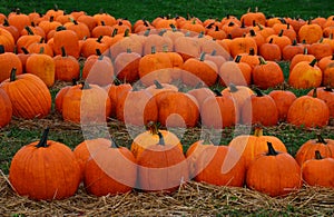 Pumpkins in a Field