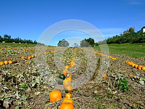 Pumpkins in field