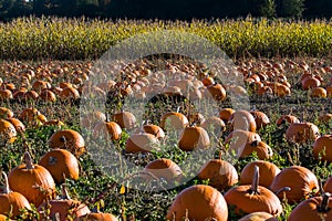 Pumpkins in a field