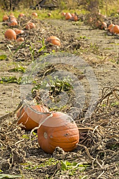 Pumpkins field