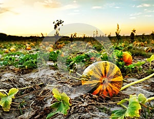 Pumpkins on the field.