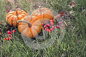 Pumpkins on field with red orange ripe berries, green grass and autumn leaves