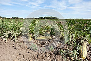Pumpkins on field