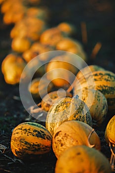 Pumpkins in the field at sunset. Hungary