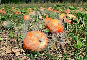 Pumpkins on a field under a great cloudscape.