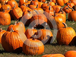 Pumpkins galore