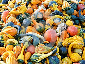 Pumpkins and Gourd Harvest