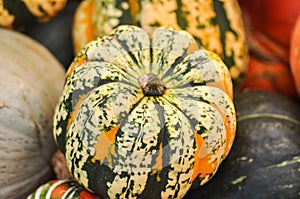 Pumpkins and Gourds