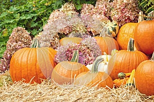 Pumpkins and gourds with autumn flowers