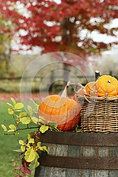 Pumpkins and gourds for autumn harvest