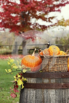 Pumpkins and gourds for autumn harvest