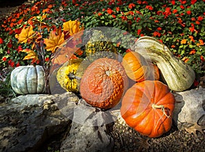 Pumpkins, Gourds, Autumn Leaves, and Late Blooming Flowers Say Thanksgiving In This Composition