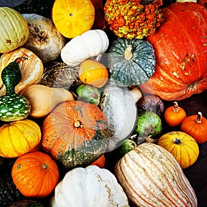 Pumpkins and Gourds photo