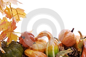 Pumpkins and gourds with fall leaves