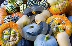 Pumpkins Gourds Marrows and Squash