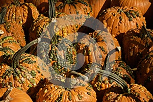 Pumpkins and Gourds in an Orchard