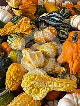 Pumpkins and gourds for sale at Jeter Mountain Farms in Hendersonville, NC