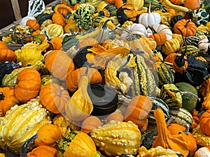 Pumpkins and gourds for sale at Jeter Mountain Farms in Hendersonville, NC