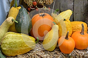 Pumpkins, Gourds and Squash