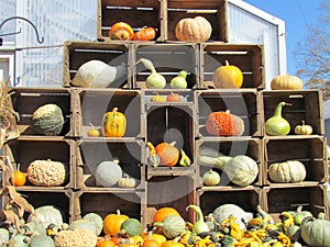 Pumpkins,gourds,squash,