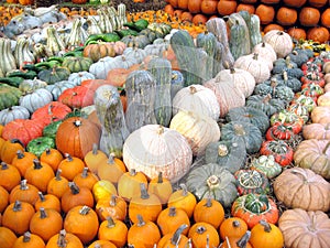 Pumpkins, Gourds and Squashes