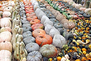 Pumpkins, Gourds and Squashes