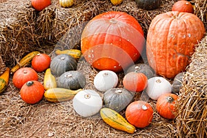 Pumpkins and gourds on straw