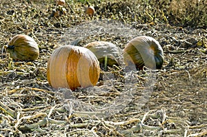 Pumpkins on the ground