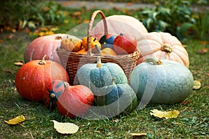 Pumpkins group composition, autumn harvest or festive - thanksgiving or halloween - concept