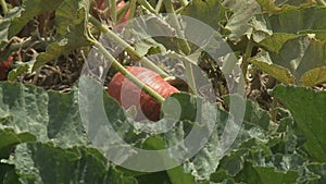 Pumpkins growing in organic vegetable garden