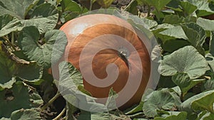 Pumpkins growing in organic vegetable garden