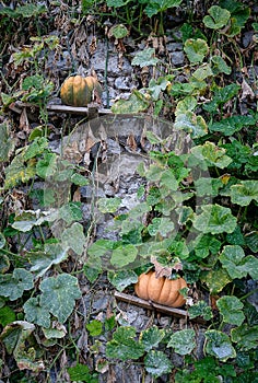 Pumpkins growing on a wall