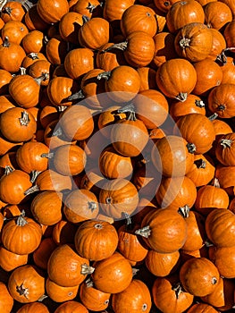 Pumpkins at halloween