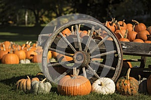 Pumpkins at Halloween