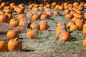 Pumpkins, Halloween season at a pumpkin patch