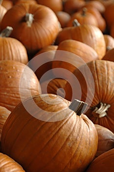 Zucca dopo raccolto 