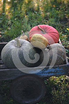 Pumpkins harvest on an old wooden cart.