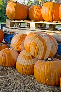 Pumpkins in a harvest patch