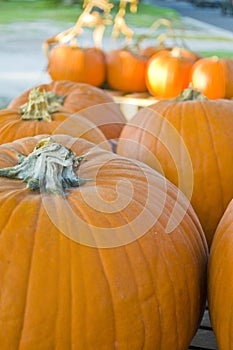 Pumpkins in a harvest patch